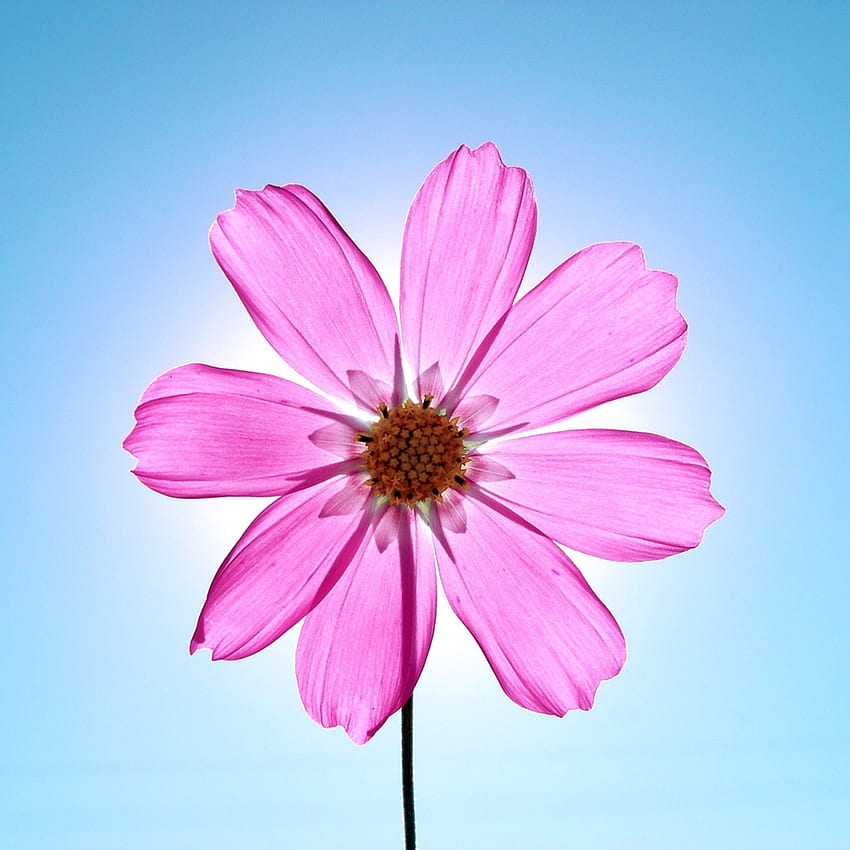 Macro Sunshine Crystal Pink Flower iPad Air HD phone wallpaper