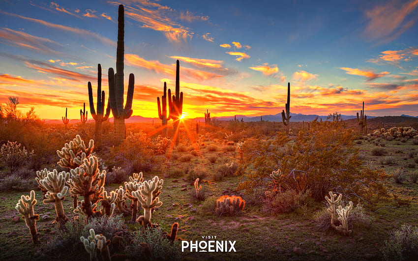 Visite Phoenix Digital Swag. Plano de fundo, molduras, listas de reprodução, jardim do deserto papel de parede HD
