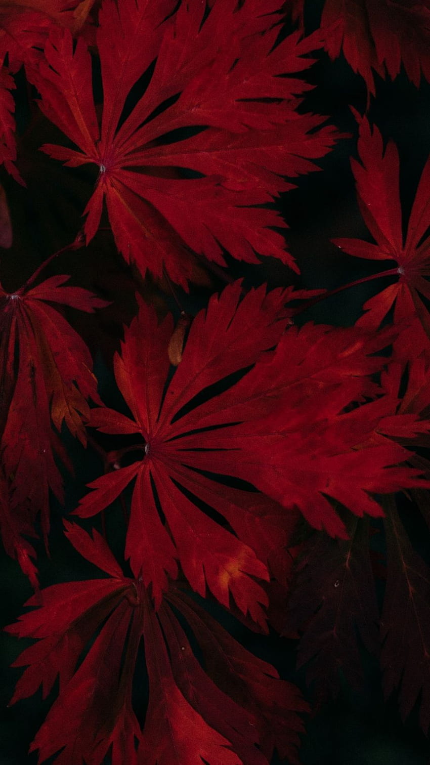 leaves, red, black, dark, plant, Red Leaf HD phone wallpaper