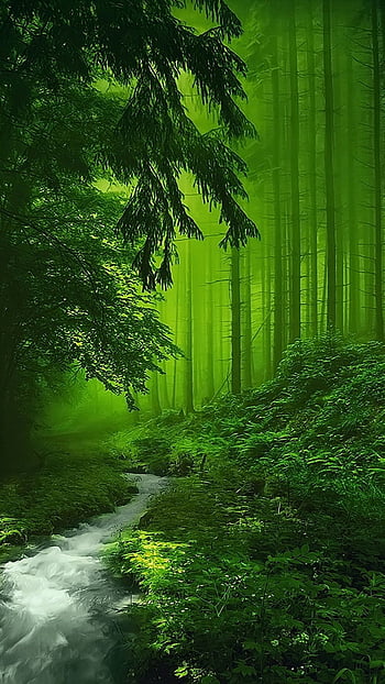 Forest green dark green background HD wallpapers | Pxfuel