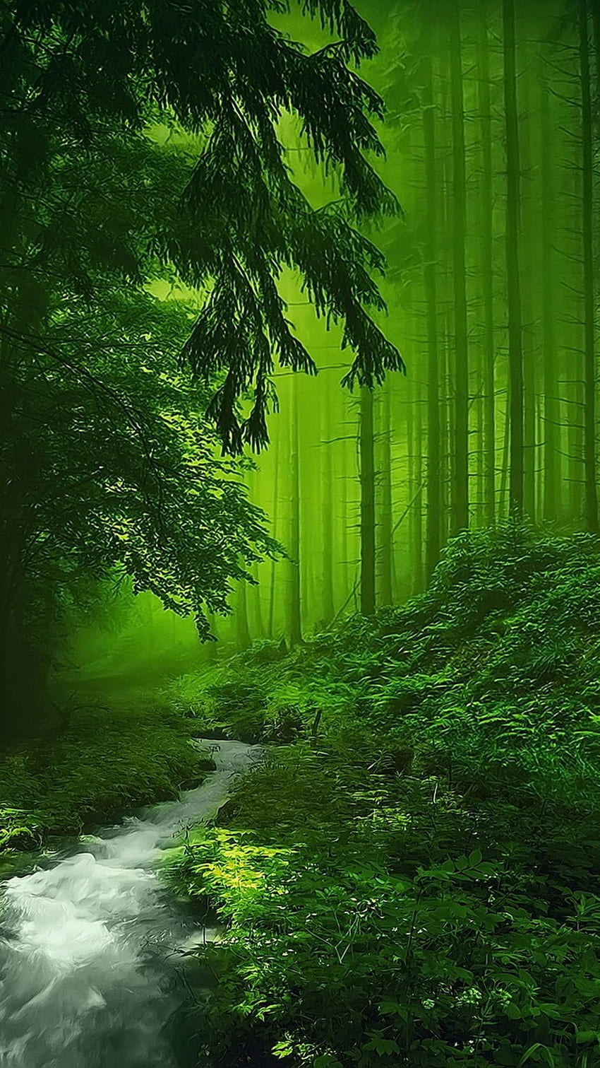 HD wallpaper Forest Enchanted  Wallpaper Flare