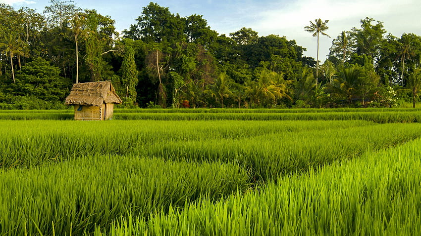 Reisfelder in der Nähe des Dorfes Ubud bei Sonnenaufgang, Bali, Indonesien. Windows 10 Spotlight, Reisfeld HD-Hintergrundbild