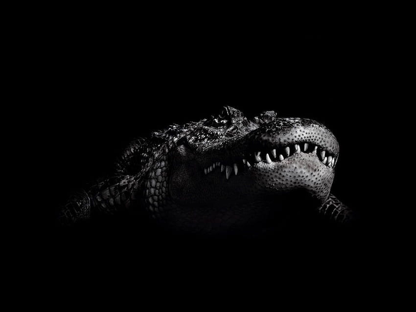 Крокодил, черен алигатор HD тапет