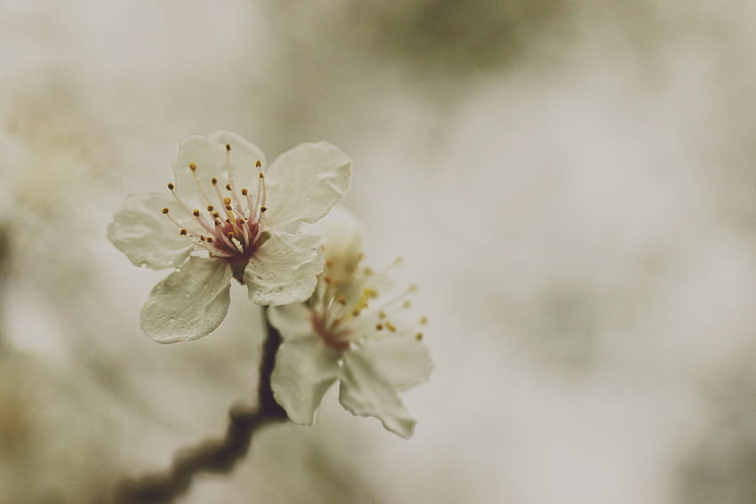 Vintage charm., outdoor, delicate, plant, petals, nature, flowers, spring, blossom HD wallpaper