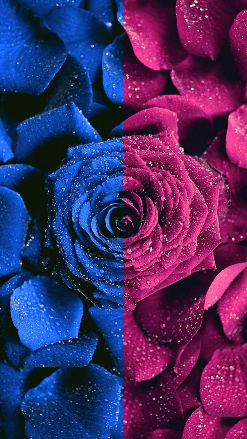 Blue Pink Rose. iPhone tumblr aesthetic, Glitter phone , Pretty HD phone wallpaper