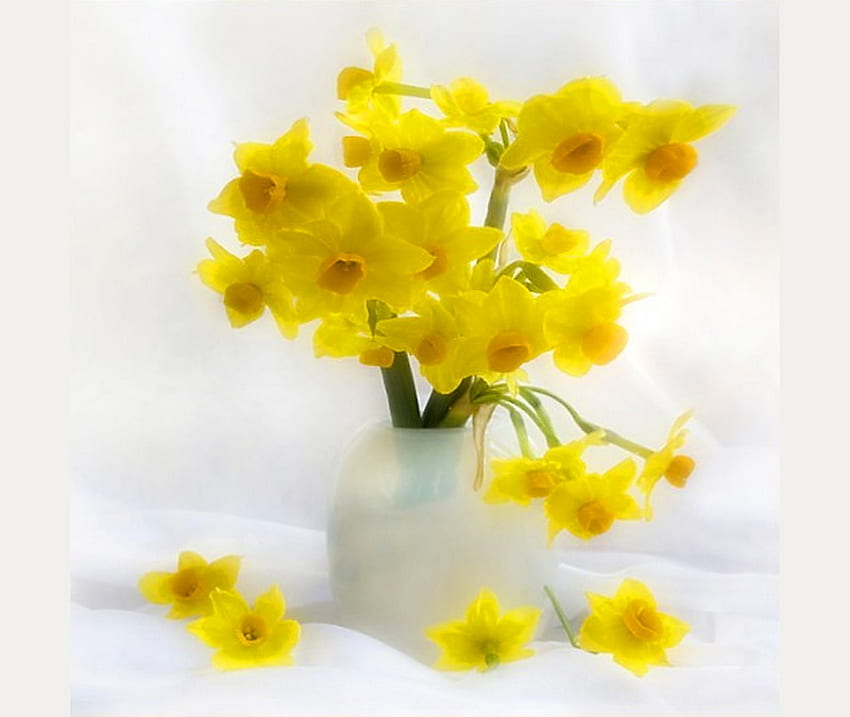 Narzissen auf Weiß, Weiß, Narzissen, weiße Vase, Gelb, Grün HD-Hintergrundbild