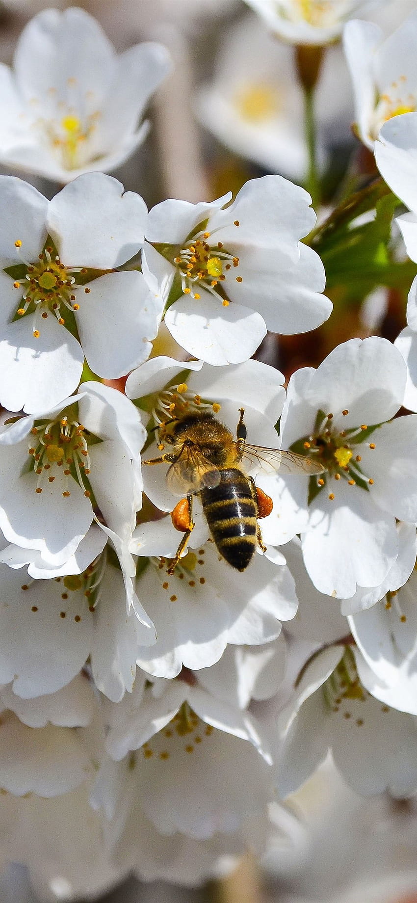 Białe kwiaty, pszczoła, wiosna iPhone XS Max Tapeta na telefon HD