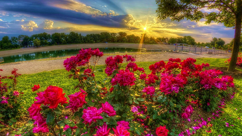 Morning with roses, sun, sunrise, blossoms, landscape, clouds, colors, sky HD wallpaper