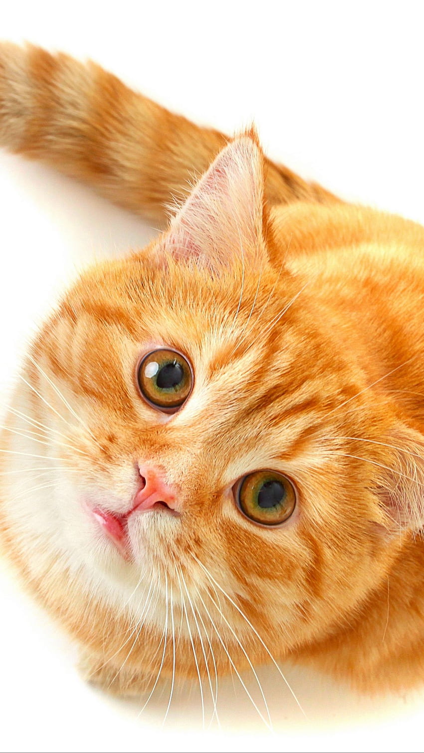 cat, face, striped, blush, beautiful HD phone wallpaper