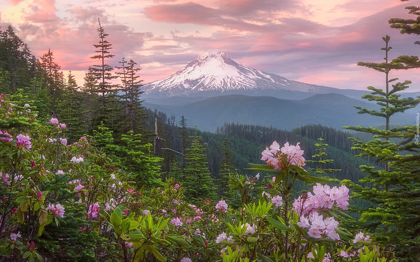 Mont et Rhododendrons, épicéas, mont, rhododendrons, forêt Fond d'écran HD