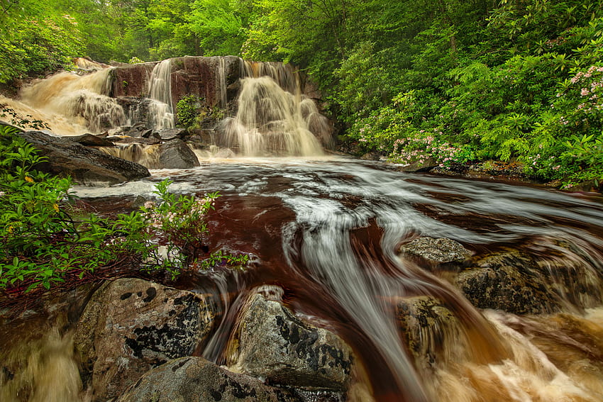 Blackwater Falls State Park, fall, waterfall, trees, forest, rocks, park, stream, river, beautiful, stones HD wallpaper