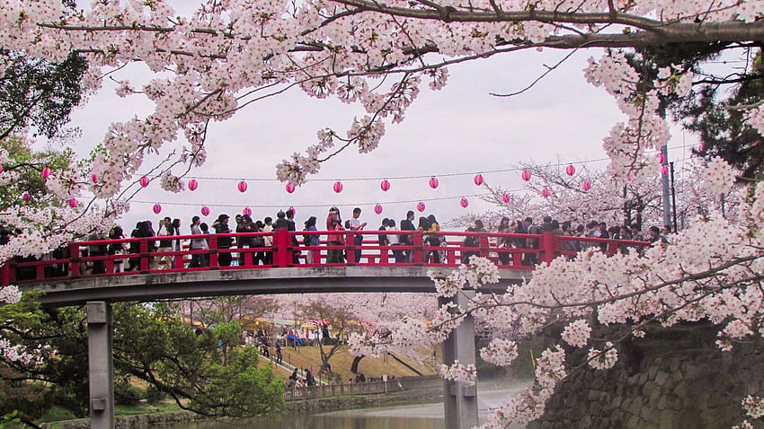 日本の桜まつり 高画質の壁紙