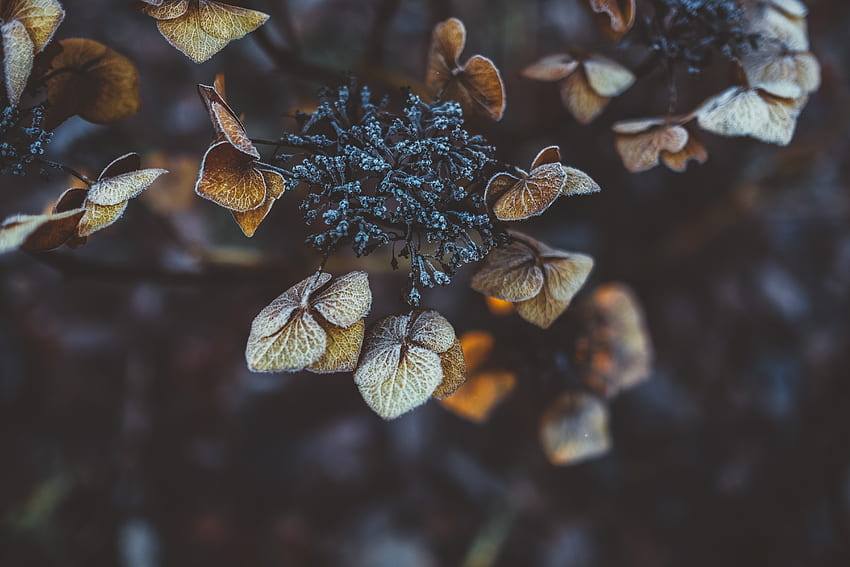 Blätter, Pflanze, Makro, Raureif, Frost, trocken HD-Hintergrundbild