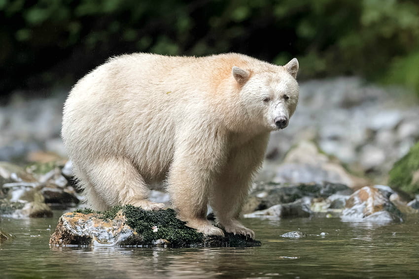 Spirit Bear, Gribbell Island, Kolumbia Brytyjska, niedźwiedzie, natura, Kanada, zwierzęta Tapeta HD