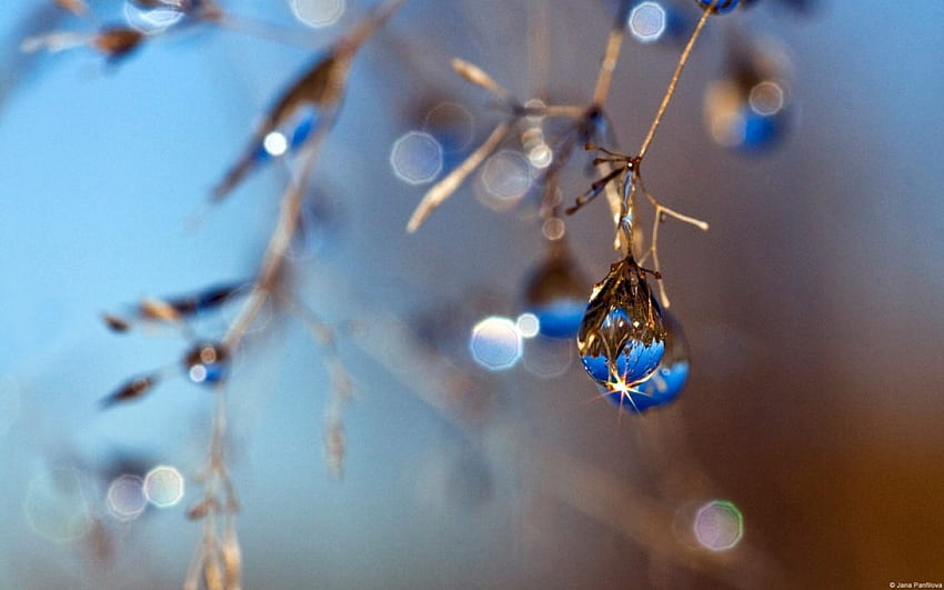 Tears of nature, blue, branch, tears, nature, macro, jana panfilova HD wallpaper