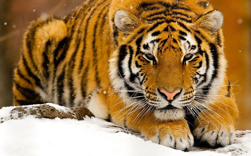 Animals, Snow, To Lie Down, Lie, Muzzle, Predator, Big Cat, Tiger HD wallpaper