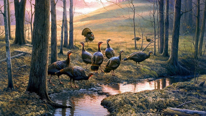 Turkish Background, Wild Turkey HD wallpaper