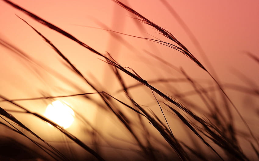 Gras, Himmel, Makro, Sonnenlicht HD-Hintergrundbild