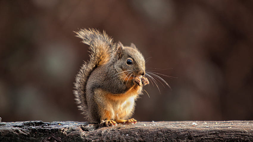 Brown Squirrel Is Standing On Stone In Blur Background Squirrel HD wallpaper