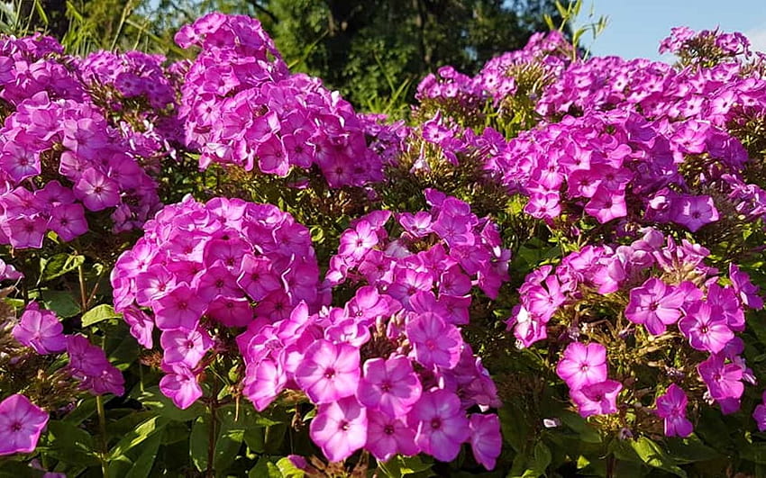 Phlox, Latvia, pink, flowers HD wallpaper | Pxfuel