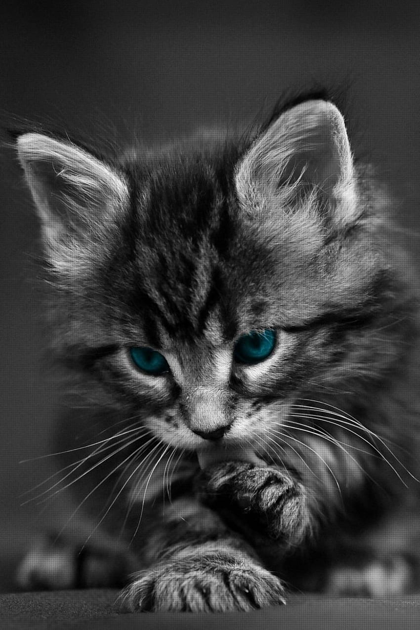 Котка, черно бяло, синьо, очи, бебе, красиво - сладка котка HD тапет за телефон