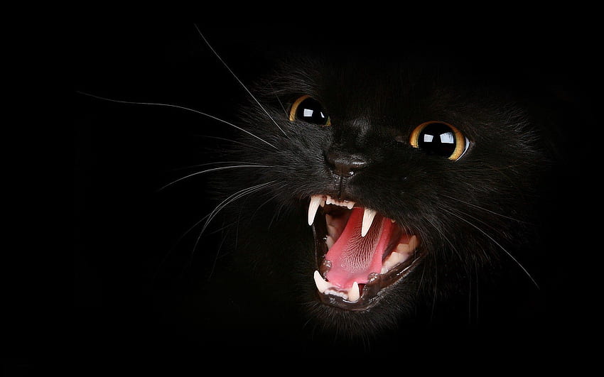 สัตว์ คิตตี้ ลูกแมว ความก้าวร้าว ยิ้ม ตา Meow วอลล์เปเปอร์ HD