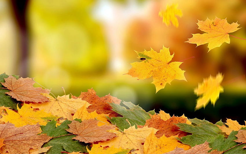 Beau tapis de feuilles d'automne, belle chute Fond d'écran HD