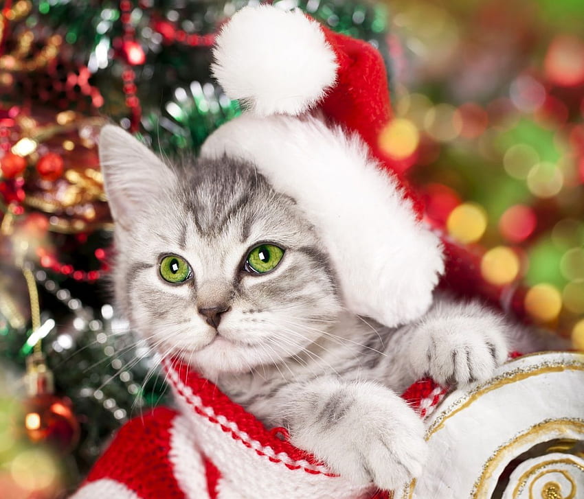 Cats Holidays Christmas Kittens Winter hat Animals . Christmas cats ...