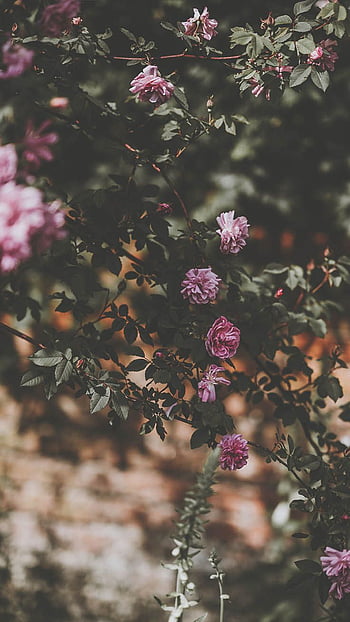 Page 26 | roses and backgrounds HD wallpapers | Pxfuel