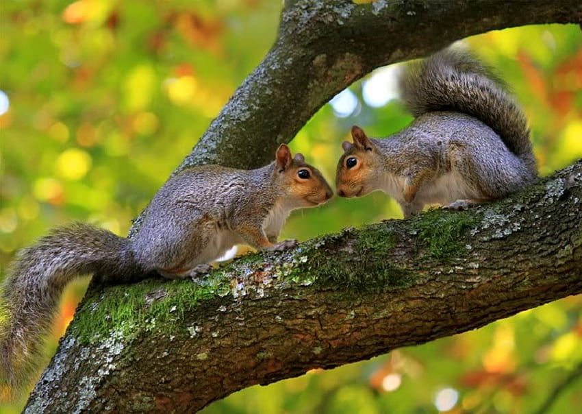 Staring Contest, staring, squirrels, tree, limbs HD wallpaper