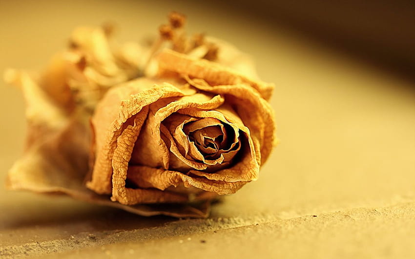 rose flower Dry, Dry Flowers HD wallpaper