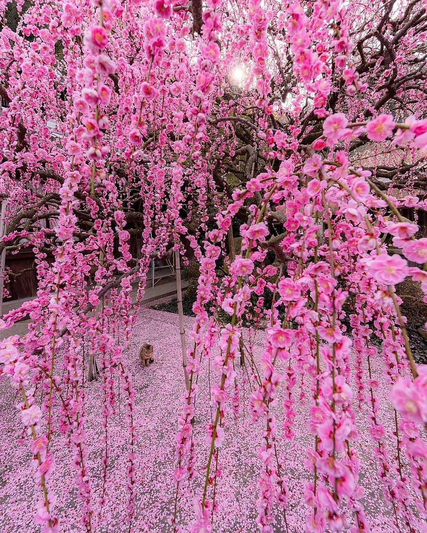 Hyogo Japan, petal, nature HD phone wallpaper | Pxfuel