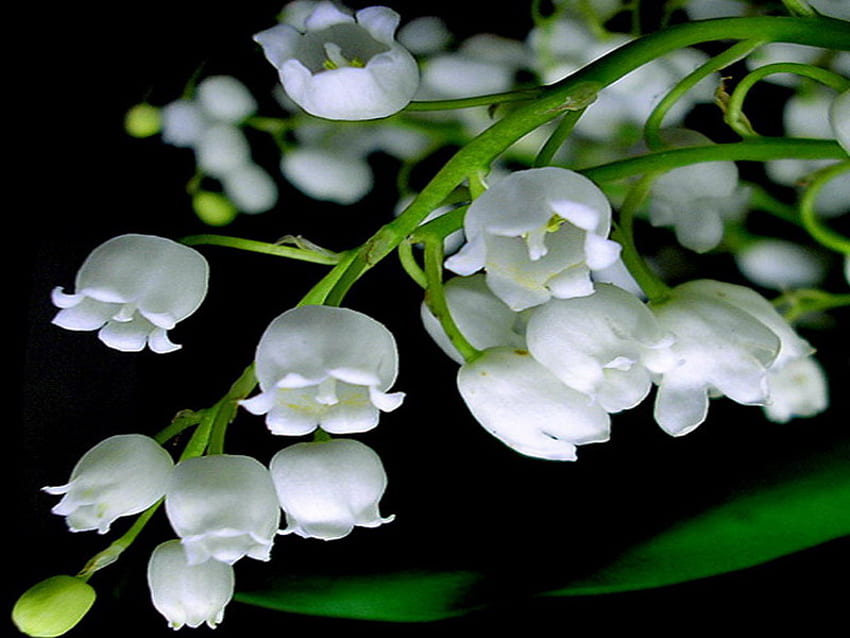 lily of the valley, white, curious, beauty, flower HD wallpaper