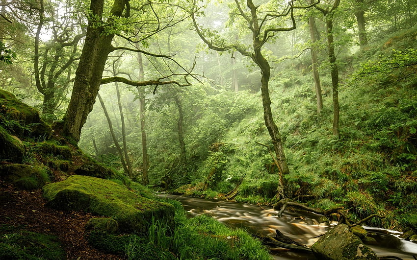 ลำธารในป่าและหินมอส หิน ต้นไม้ ธรรมชาติ ป่าไม้ ลำธาร มอส วอลล์เปเปอร์ HD