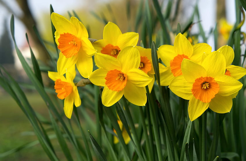 Flowers, Narcissussi, Bright, Flower Bed, Flowerbed, Spring HD wallpaper