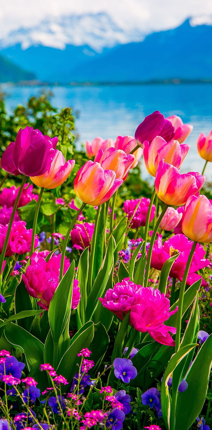 Tulip merah muda dan ungu, Bunga Musim Semi di Danau Jenewa, dengan Pegunungan Alpen Swiss, Montreux, Swiss Eropa t. Bunga yang indah, Bunga yang paling indah, Bunga alam wallpaper ponsel HD