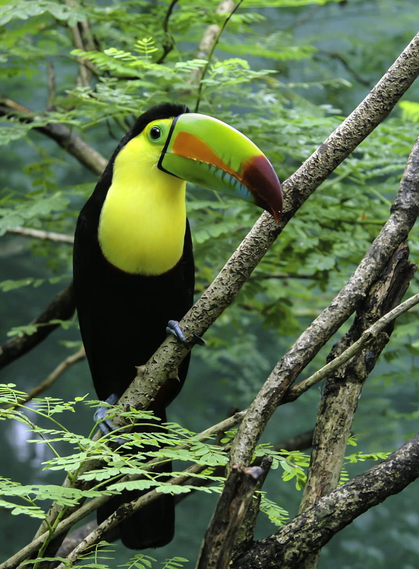 Pássaro tucano empoleirado na árvore Papel de parede de celular HD