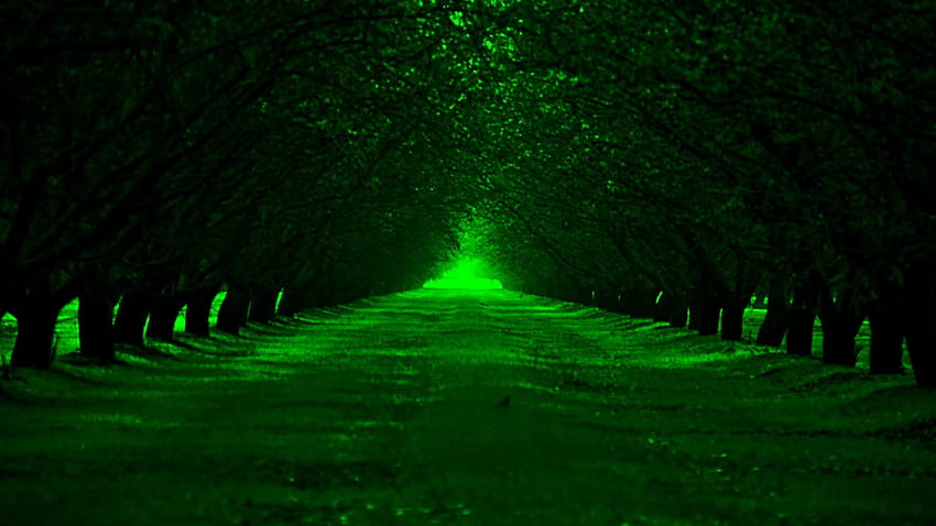green alley, trees, alley, nature, green HD wallpaper