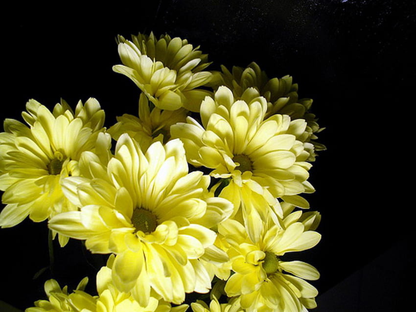 Слънчеви цветя, слънчева светлина, черен фон, жълто, цветя, маргаритки HD тапет