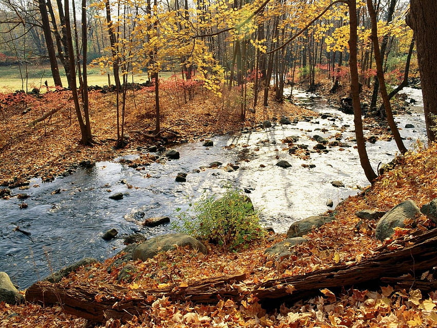 Natur, Flüsse, Bäume, Steine, Herbst, Blätter, Sonne, Wald, Tag HD-Hintergrundbild