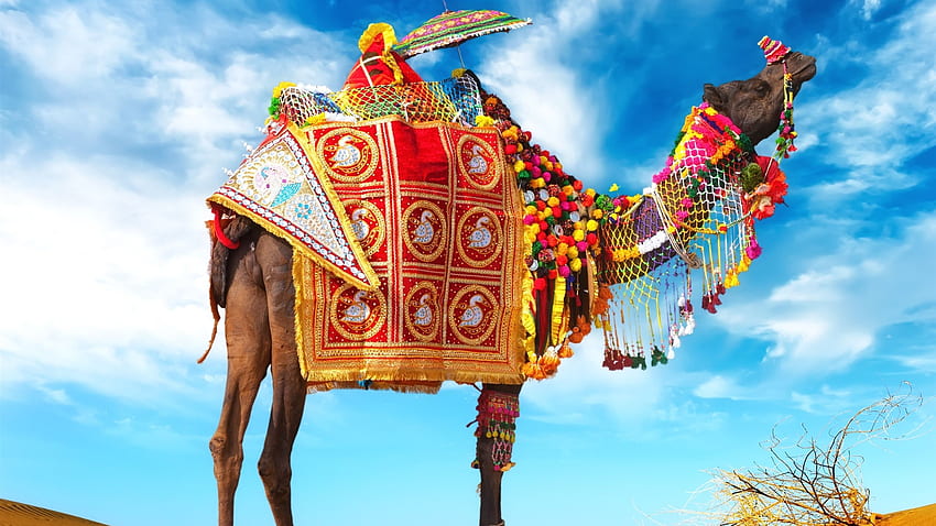 Camel, umbrella, colorful decoration, desert HD wallpaper