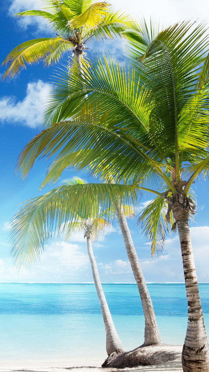 Coconut Tree, Palm Tree Island HD phone wallpaper