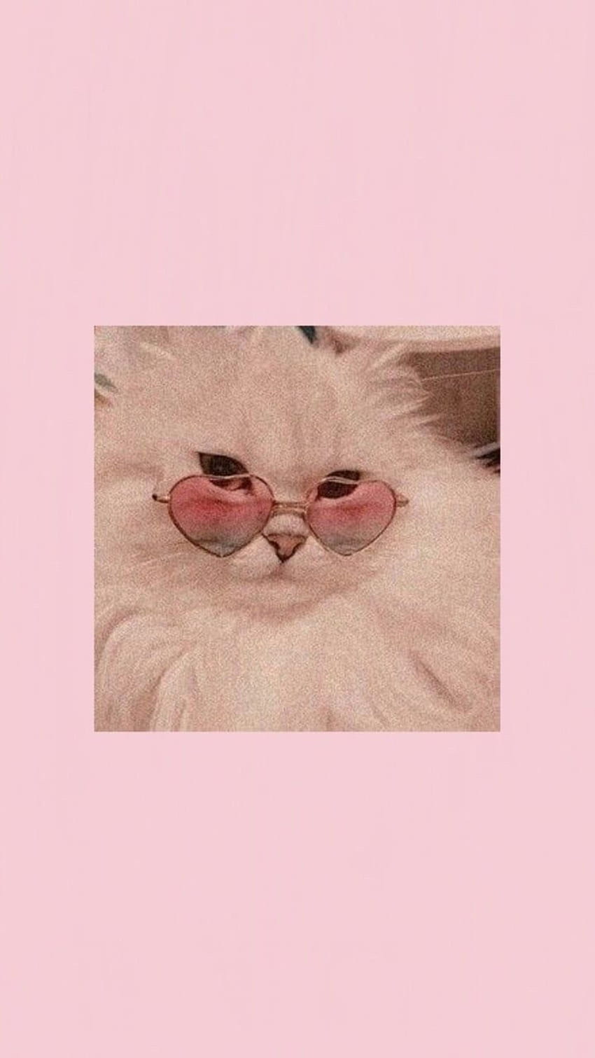 aesthetic kawaii cat cute pink HD phone wallpaper
