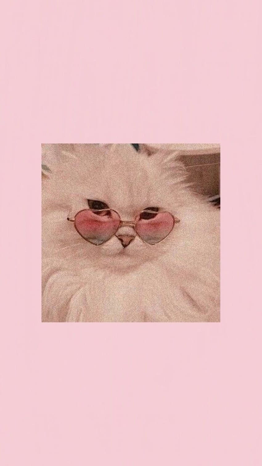 soft pfp <3  Cat aesthetic, Pink cat, Cat light