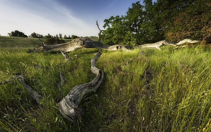 Campi: Savannah Green Field Open Preserve Dead Trees Space Gress Sfondo HD
