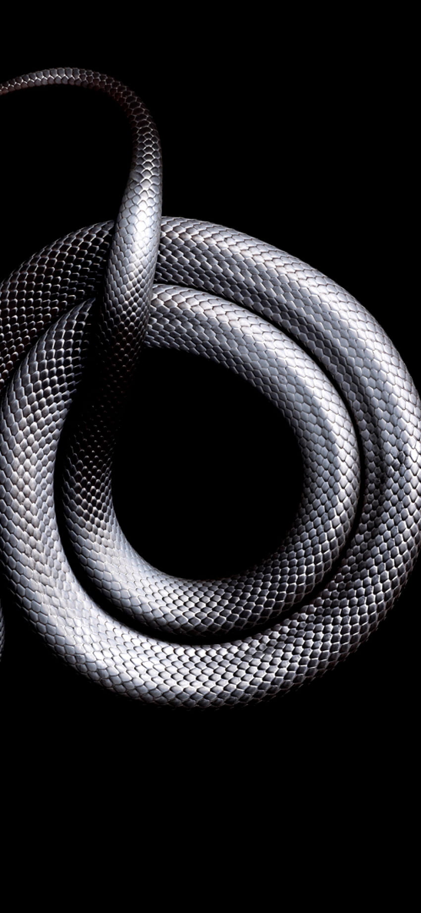 Snake iPhone X HD phone wallpaper | Pxfuel