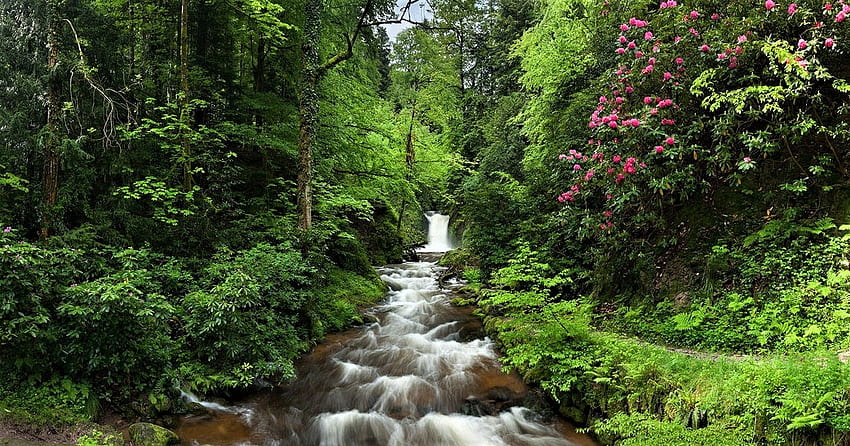 ruisseau dans la forêt, fleurs, forêt, vert, ruisseau Fond d'écran HD