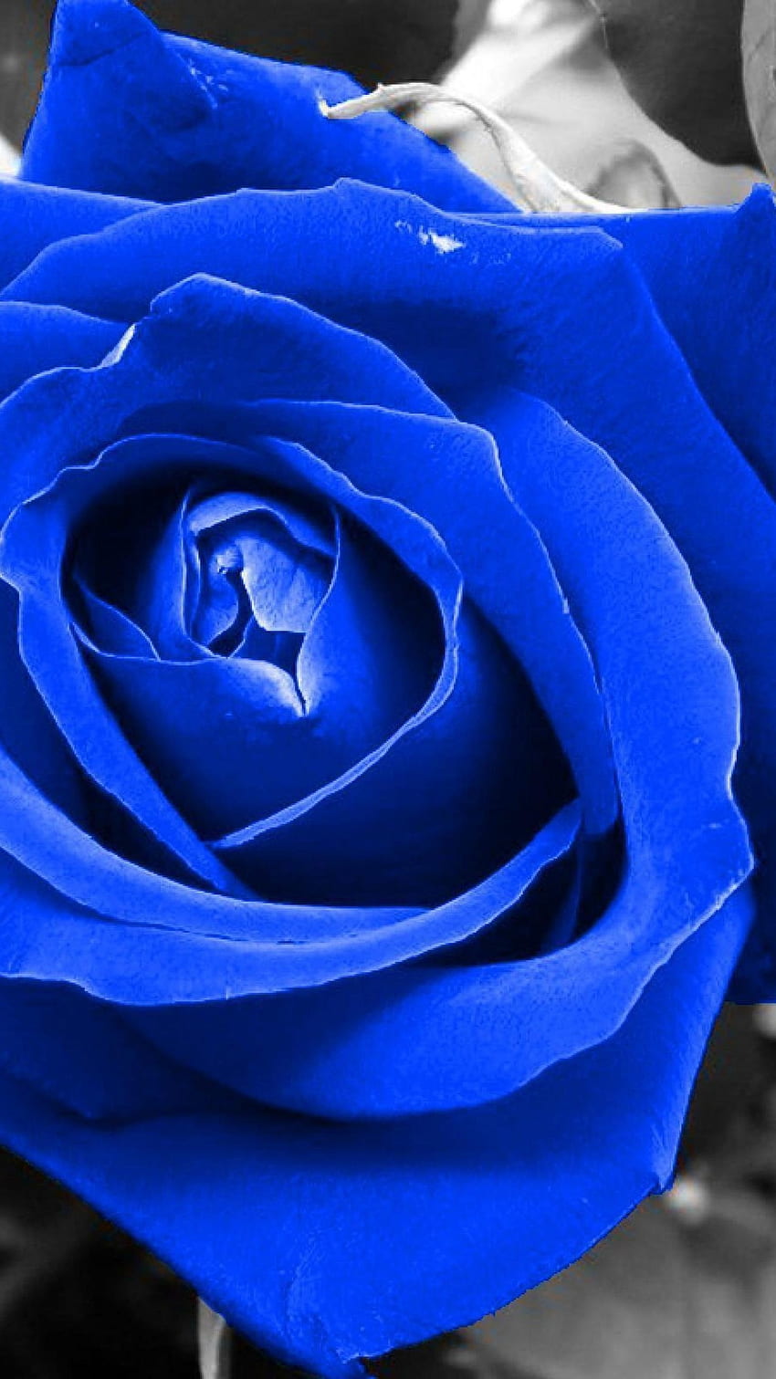 Blue Rose, Dark Blue, Rose HD phone wallpaper | Pxfuel