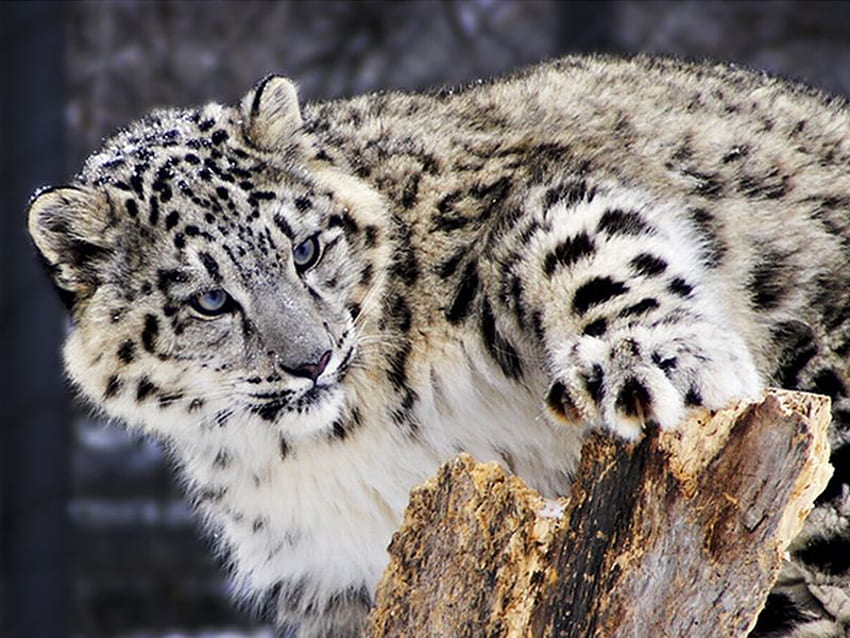 Kar Leoparı, güzel, leopar, kar HD duvar kağıdı
