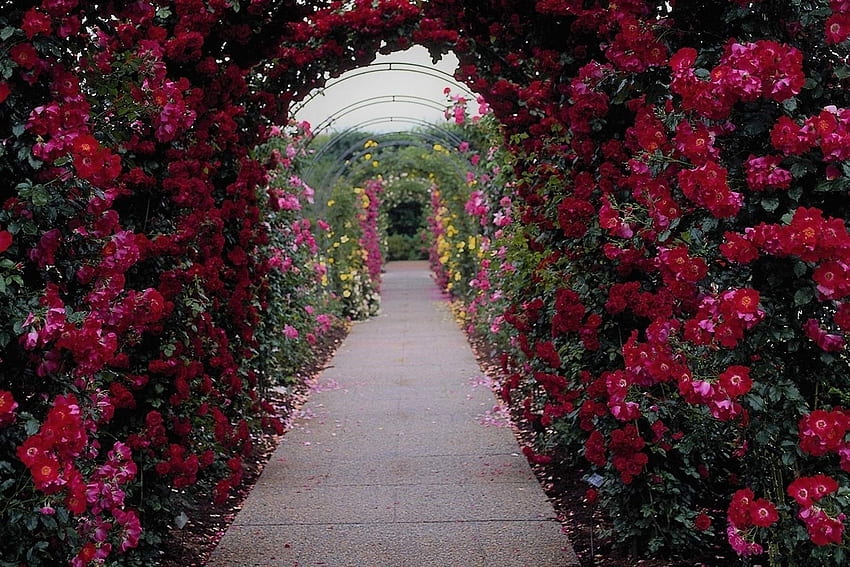 Rose Garden Arch, Flowers, Roses, Nature, Gardens HD wallpaper